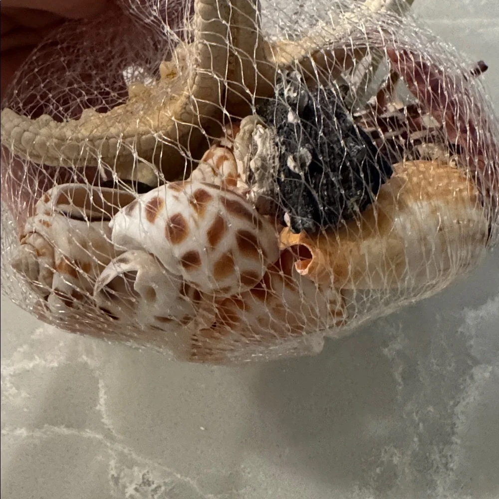 Mixed Shells 🐚 - Picture 4 of 4